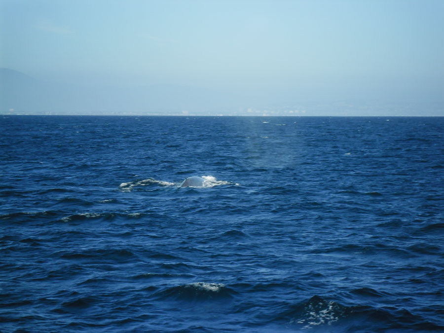 Whale Watching