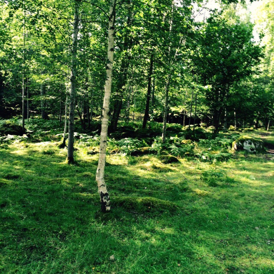 Gastbeitrag: Sommer in Schweden