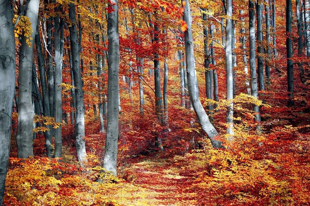 Natur : Wo die Wildnis beginnt